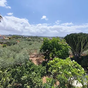 L'araucaria , Marsala Italia